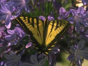 Fonds d'cran de papillons