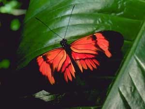 Fonds d'cran de papillons