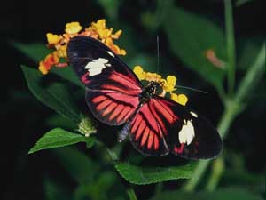 Fonds d'cran de papillons