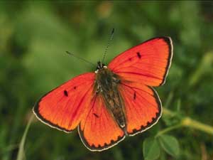 Fonds d'cran de papillons