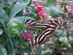 Fonds d'cran de papillons