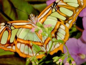 fonds d'cran de papillons