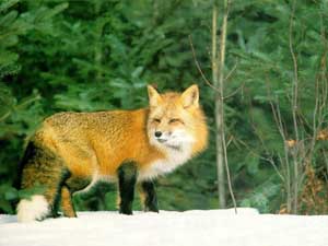 Fonds d'cran de renards