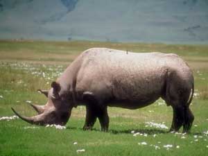 Fonds d'écran de rhinocéros