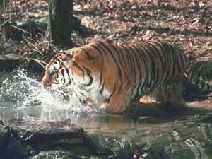 fonds d'cran de tigre