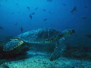 Fonds d'cran de tortues