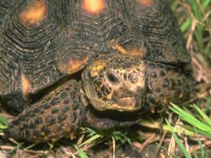 Fonds d'cran de tortues