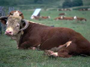 Fonds d'cran de vaches