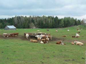 Fonds d'cran de vaches