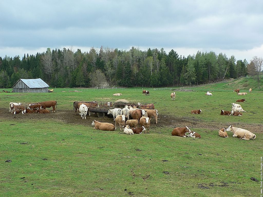 Les fonds d'cran