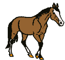 gifs animés de chevaux