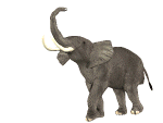 Images animées d'éléphants