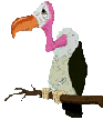 gifs animés d'oiseaux