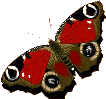 gifs animés de papillons