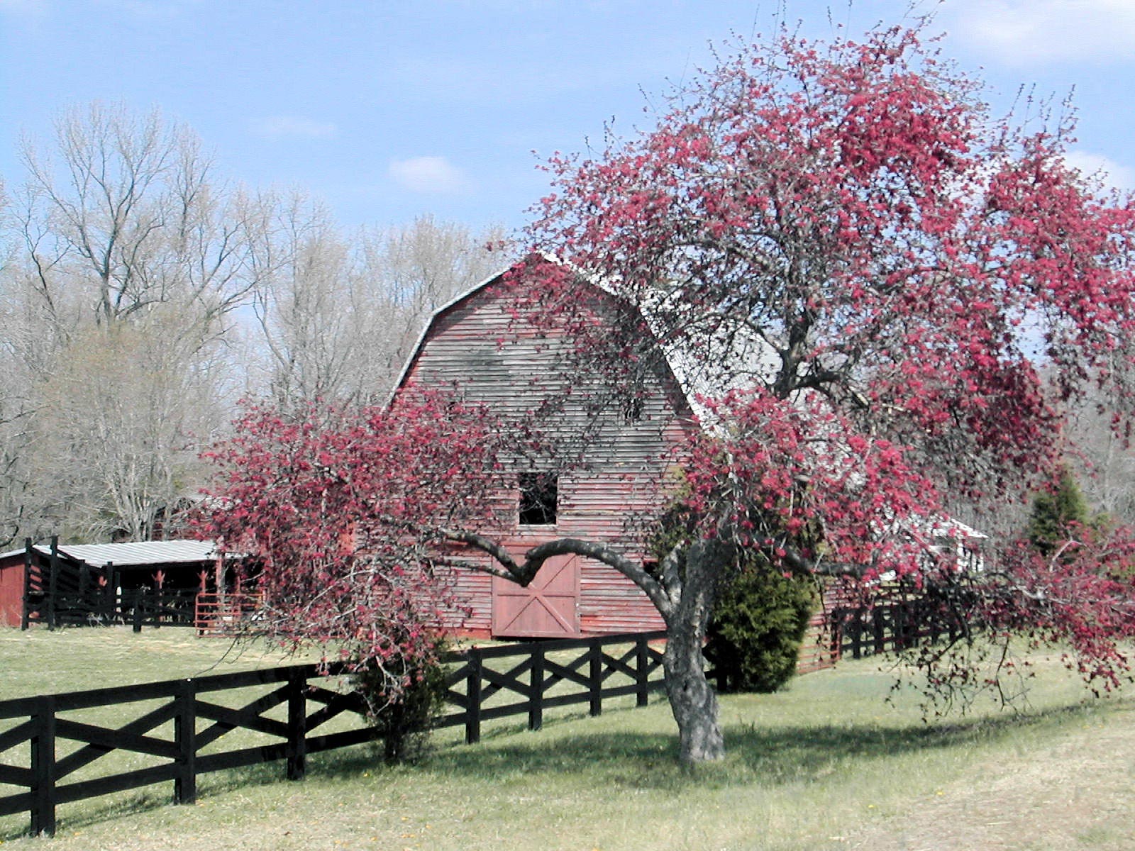 Les fonds d'écran de la ferme