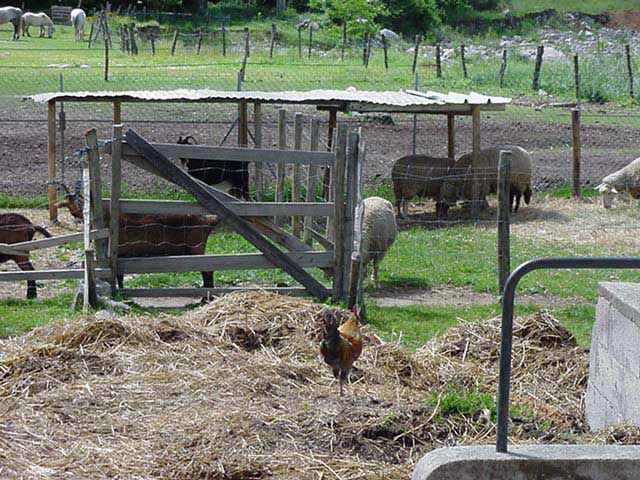 Les fonds d'écran de la ferme