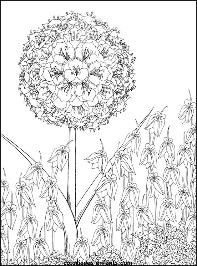 Les coloriages de fleurs sur  coloriages-enfants.com