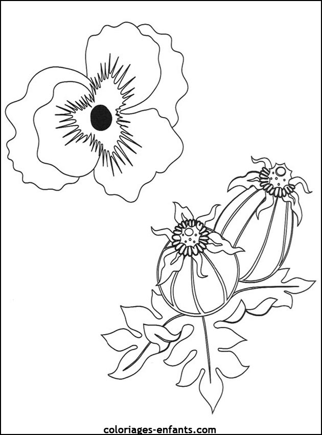 Les coloriages de fleurs sur  coloriages-enfants.com