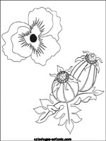 Coloriages de fleurs