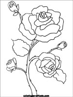 Coloriages de fleurs