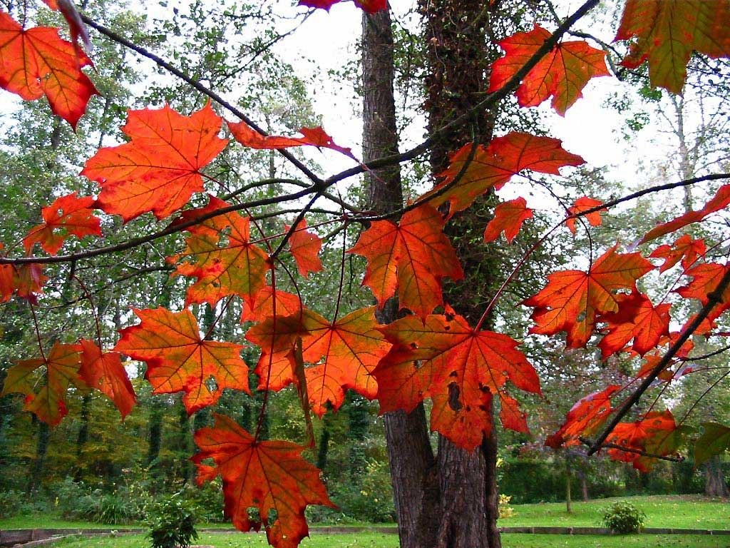 Les fonds d'écran d'arbres