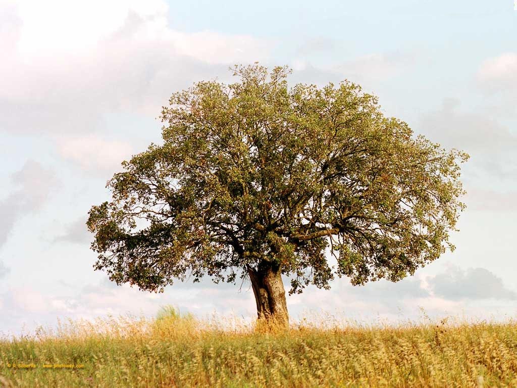 Les fonds d'écran d'arbres