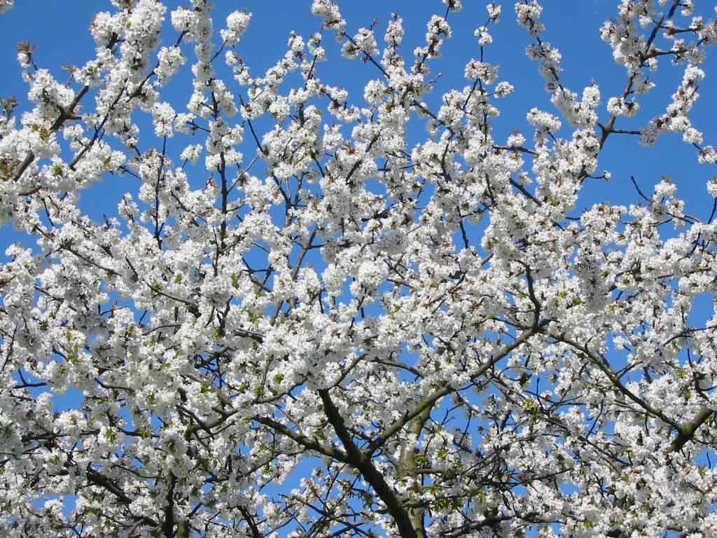 Les fonds d'écran d'arbres