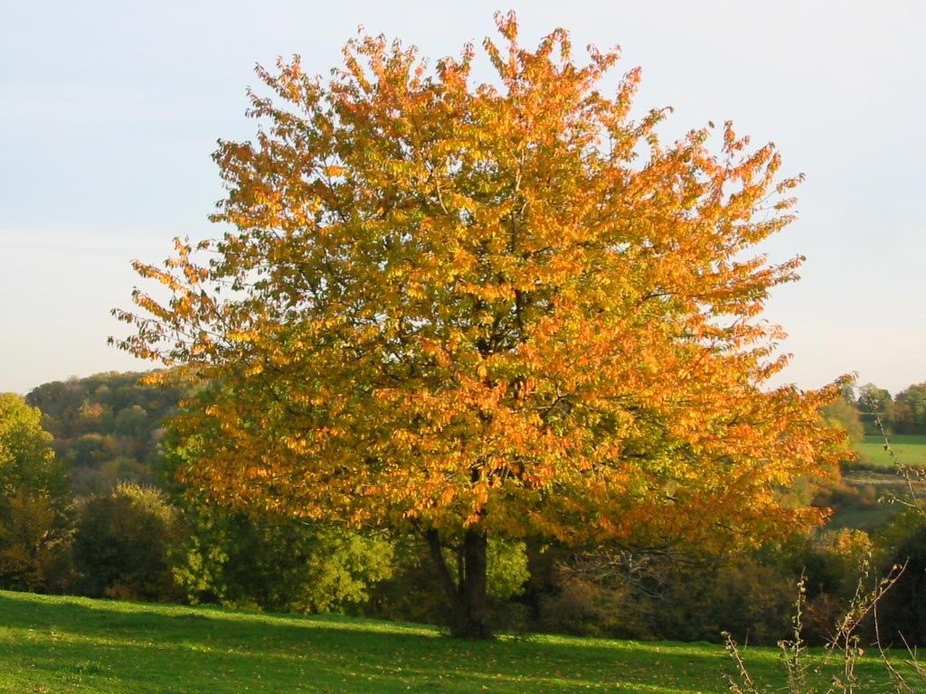 Les fonds d'écran d'arbres