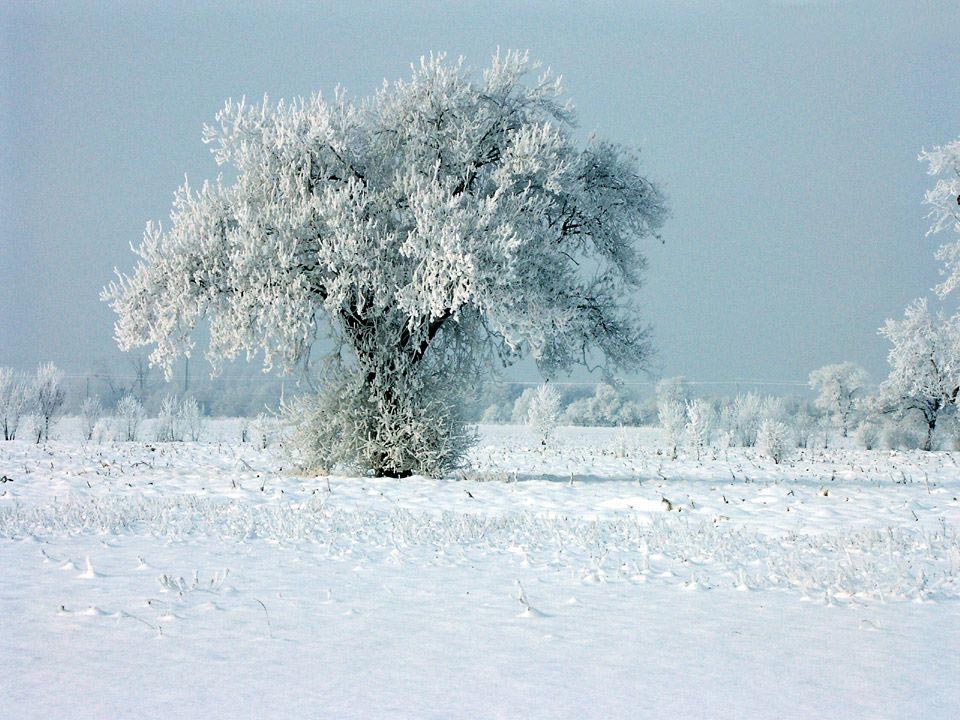 Les fonds d'écran d'arbres