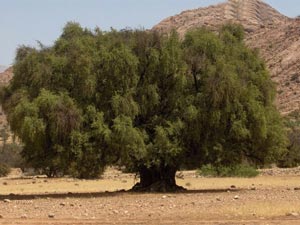fonds d'écran d'arbres