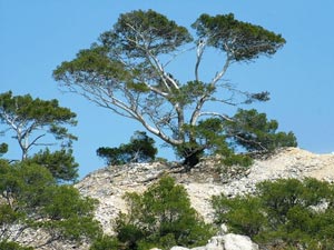 fonds d'écran d'arbres