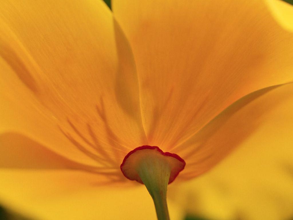 Les fonds d'écran de fleurs