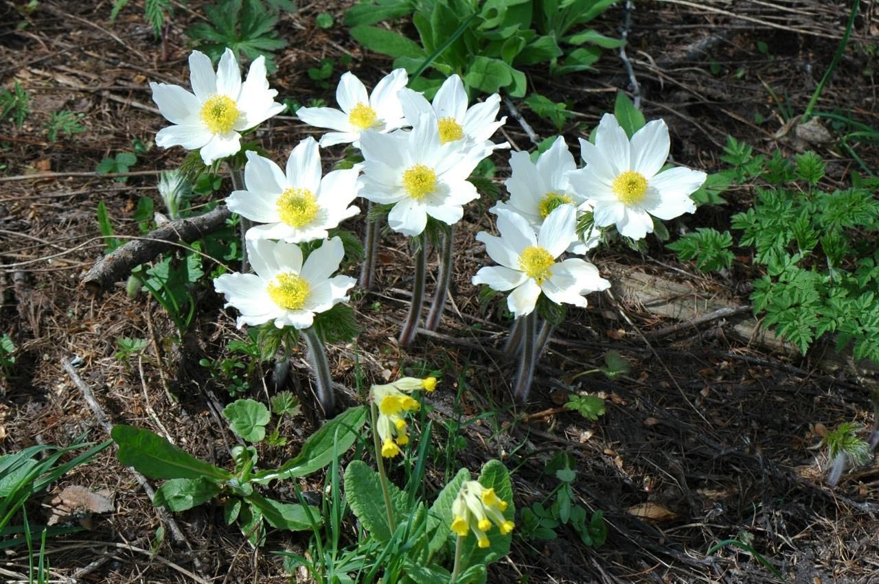 Les fonds d'écran de fleurs