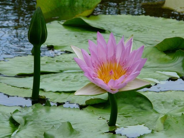 Les fonds d'écran de fleurs