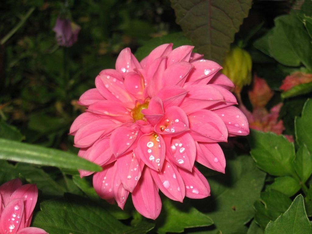 Les fonds d'écran de fleurs