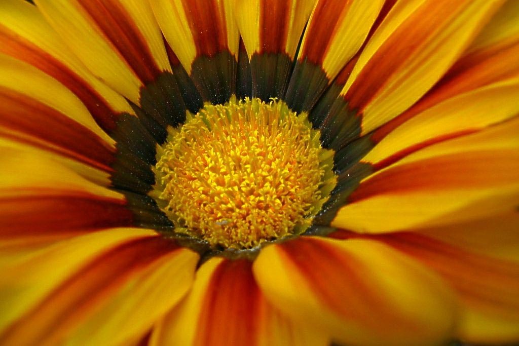 Les fonds d'écran de fleurs