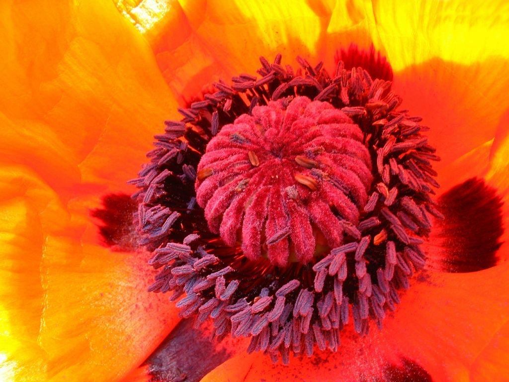 Les fonds d'écran de fleurs