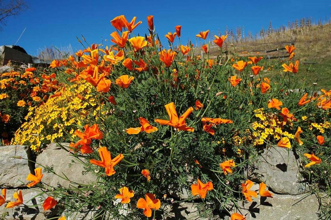 Les fonds d'écran de fleurs