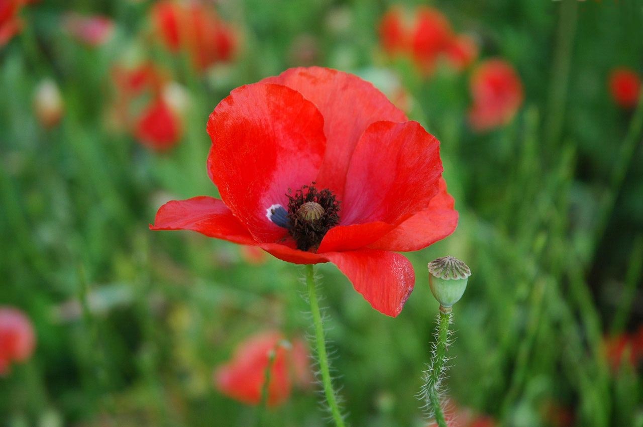 Les fonds d'écran de fleurs