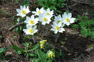 fonds d'écran de fleurs