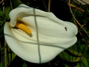 fonds d'écran de fleurs