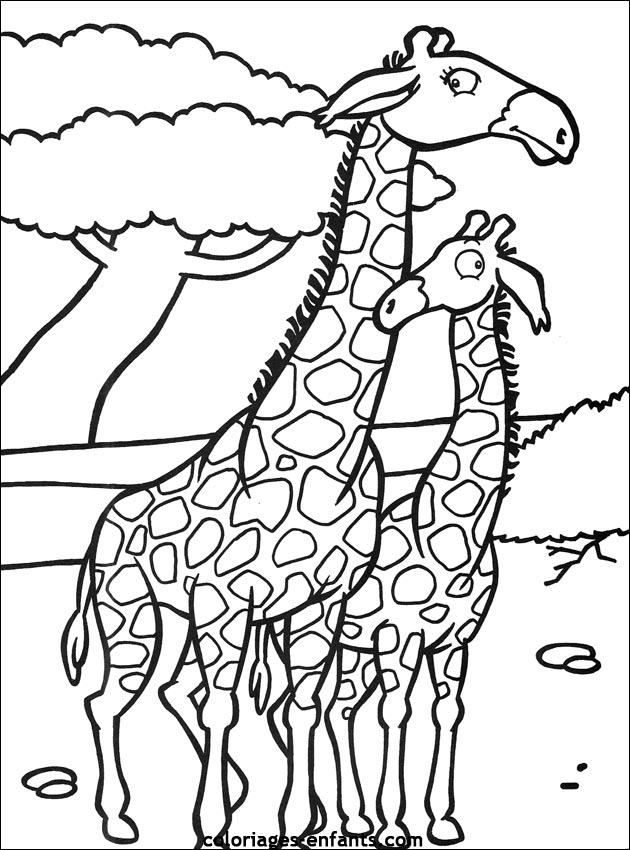 Coloriage de girafes de la rubrique animaux à imprimer de coloriages - enfants