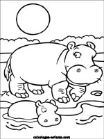 Coloriages d'hippopotames