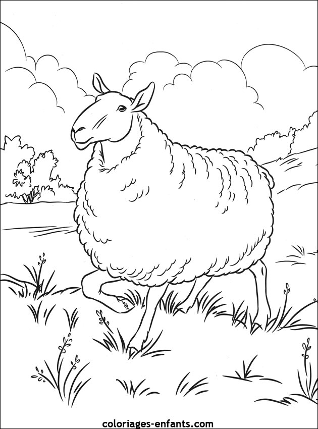 coloriage d'animaux - dessin de mouton  colorier