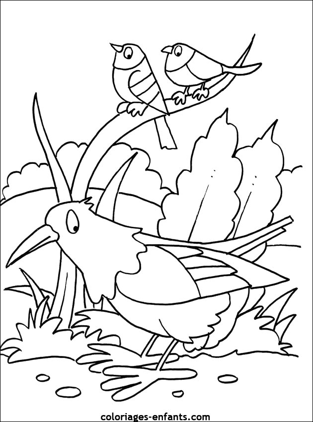 coloriage d'oiseaux - dessin  colorier d'animaux