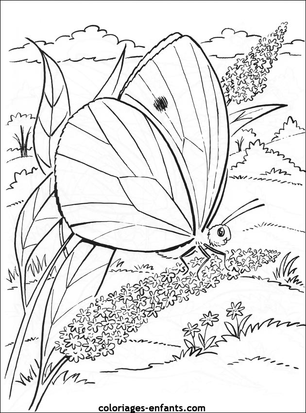 coloriage de papillons sur coloriages-enfants.com