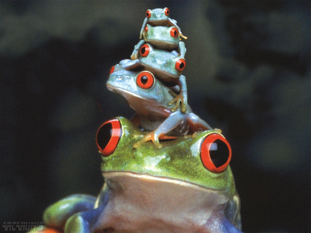 https://www.coloriages-enfants.com/rubrique-animaux/images/fonds-ecran/grenouilles/grenouille-05.jpg
