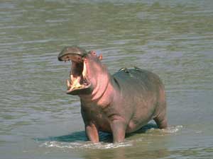 Fonds d'écran d'hippopotames