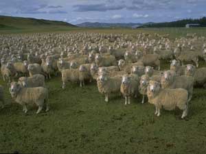 Fonds d'écran de moutons