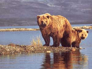 Fonds d'cran d'ours